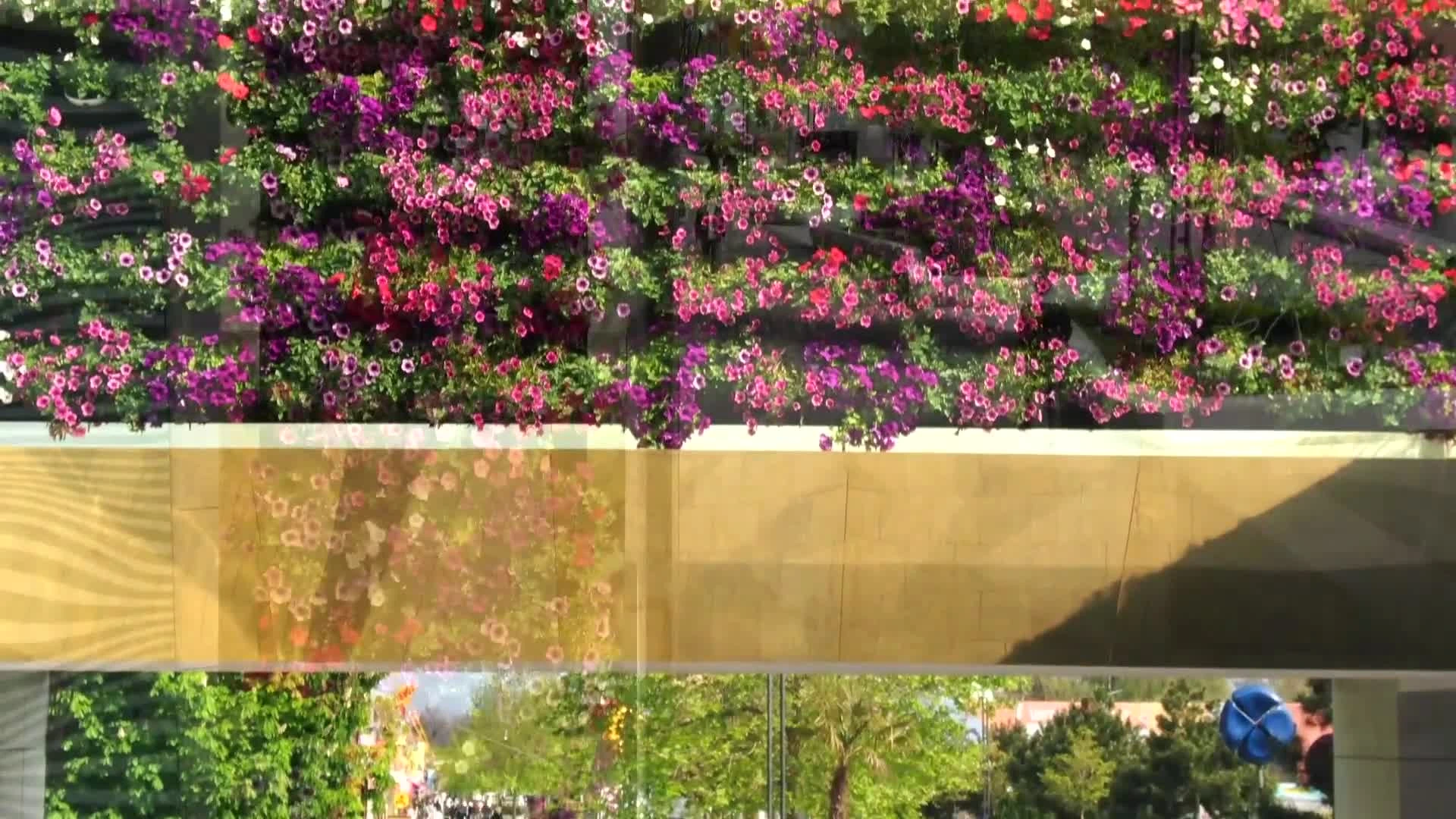 Arcadia — planting above the gold-coloured entrance beam. Project film still.